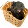Toto With Basket